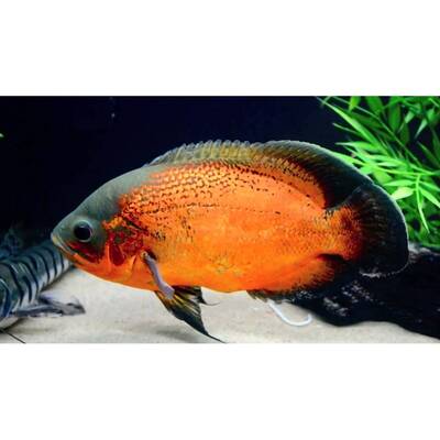 Astronotus Ocellatus Red 7cm