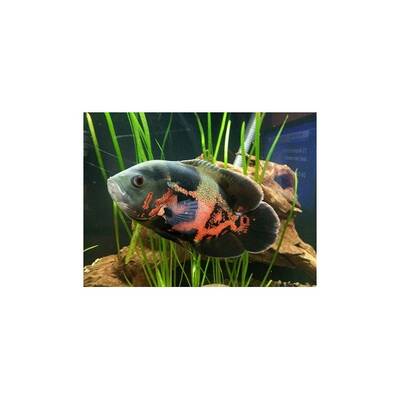 Astronotus Ocellatus Tiger Oscar 6-7cm