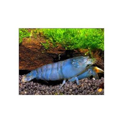 Atya Gabonensis M