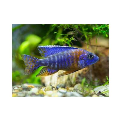 Aulonocara Nyassae Male 7-8cm