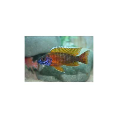 Aulonocara Peacock Yellow 6-7cm