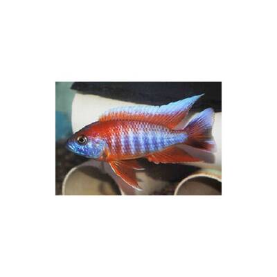 Aulonocara Red Jacobfreibergi 7-8cm