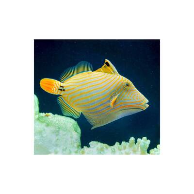 Balistapus Undulatus