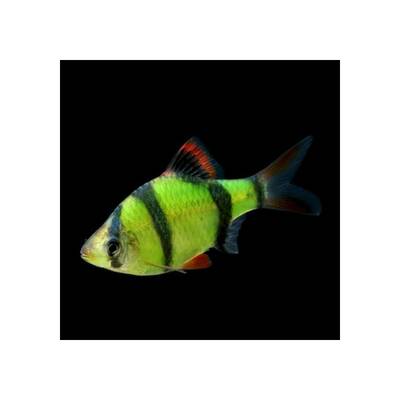 Barbus Tetrazona Electric Green