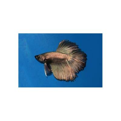 Betta Half-Moon Copper Male XL