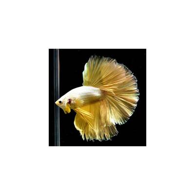 Betta Half-Moon Gold Male XL