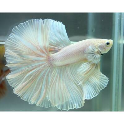 Betta Half-Moon White Male