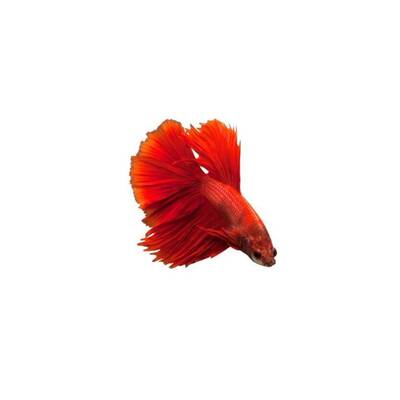 Betta Half-Moon L