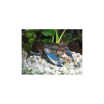 Blue Lobster 5cm