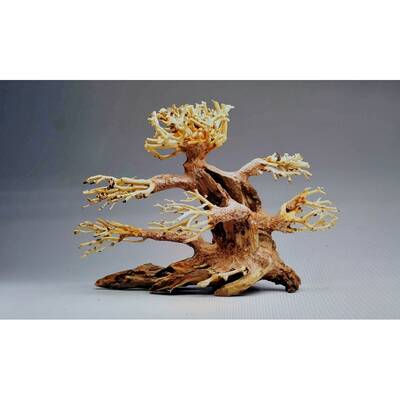 Bonsai S 15-23cm