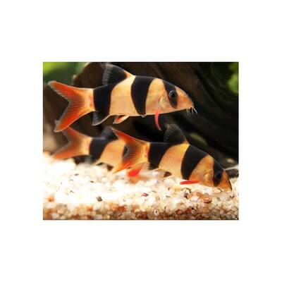 Botia Macracatha 5cm