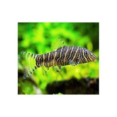 Botia Striata M/L