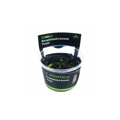 Stoffels Bucephalandra brownie 'Purple' In-vitro