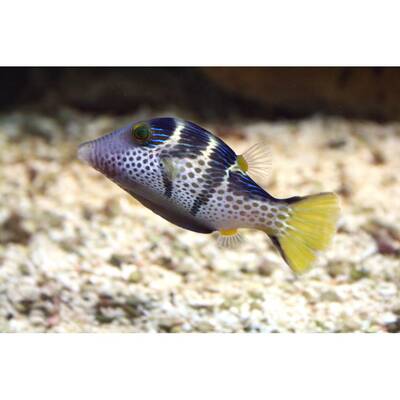 Canthigaster Valentini M