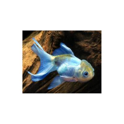 Carassius Auratus Lion Head Blue 8/10cm
