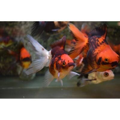 Carassius Auratus Lion Head Tricolor 7-8cm