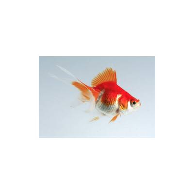 Carassius Auratus Ryukin Mix 7-8cm
