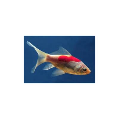 Carassius Auratus Sarasa 4-7cm