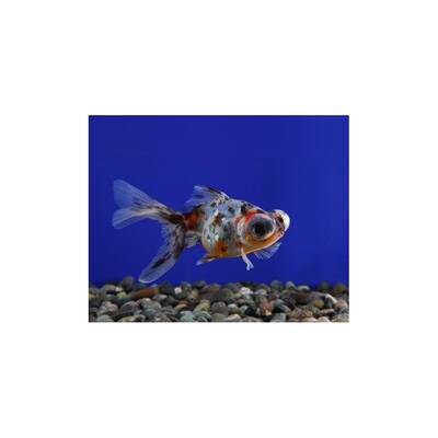 Carassius Auratus Telescope Calico 5/6cm