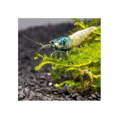 Caridina Cantonensis Blue Bolt