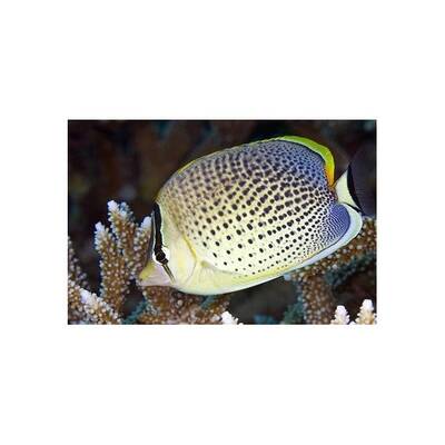 Chaetodon Guttatissimus