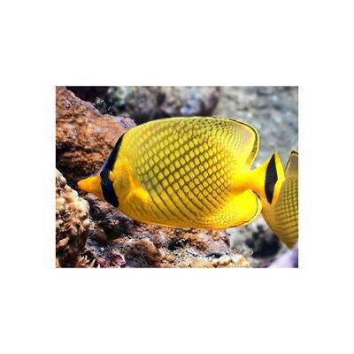 Chaetodon Rafflesi M