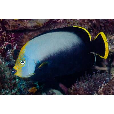 Chaetodontoplus Melanosoma S