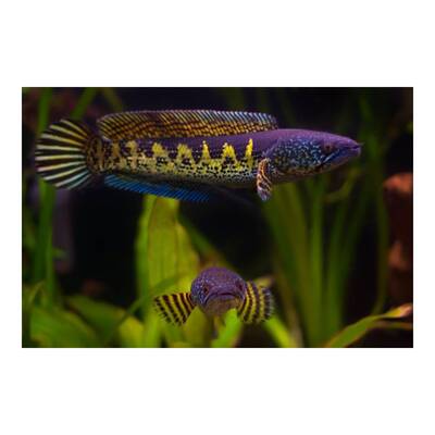 Channa Aurantimaculata M
