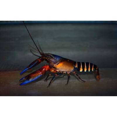 Cherax Pecknyi L