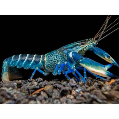 Cherax SP. Blue Moon Snakeskin L