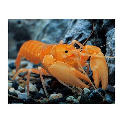 Cherax Sp. Orange