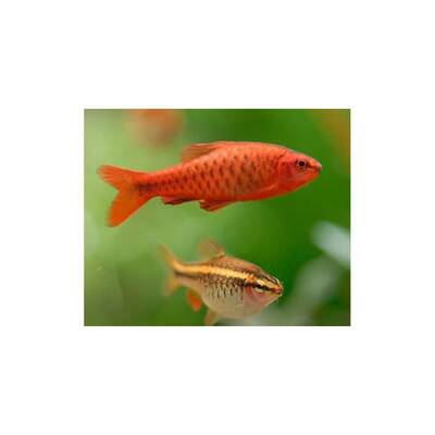 Cherry Barb M
