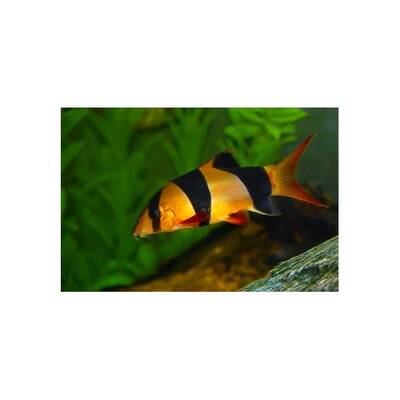 Chromobotia Macracanthus L