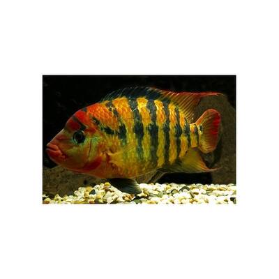 Cichlasoma Festae 5-6cm
