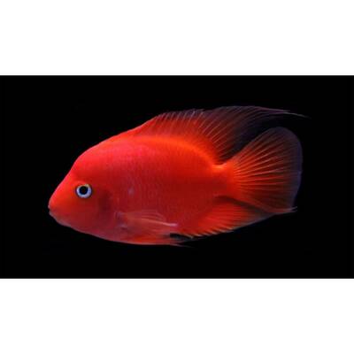 Cichlasoma sp (King Kong Red Parrot) 6-7cm