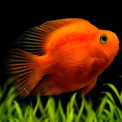 Cichlid Parrot Red M