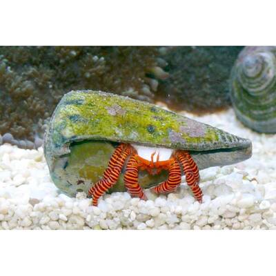 Ciliopagurus Striatus (red leg)