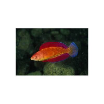 Cirrhilabrus Rubripinnis M