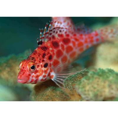 Cirrhitichthys Oxycephalus M