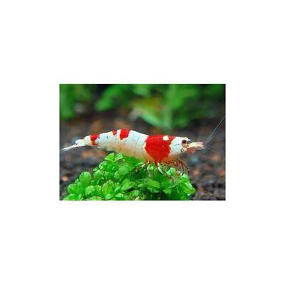 Crystal Red Shrimp M