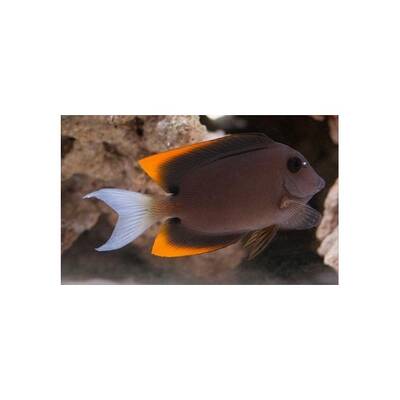 Ctenochaetus Tominiensis M