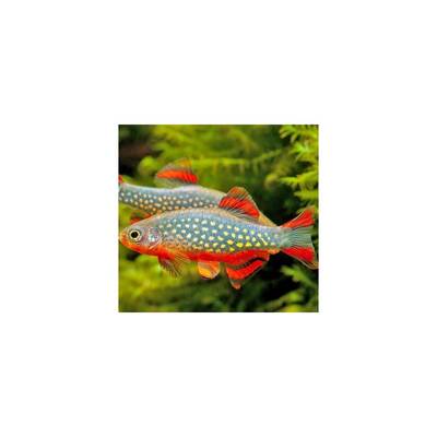Danio Margaritatus L