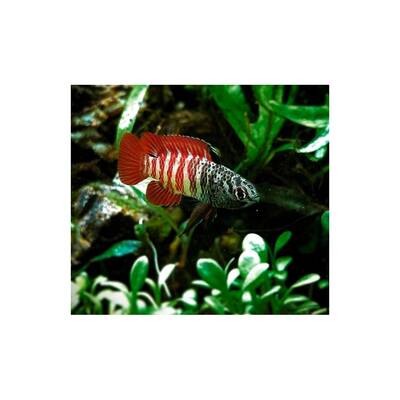 Dario Tigris Myanmar M