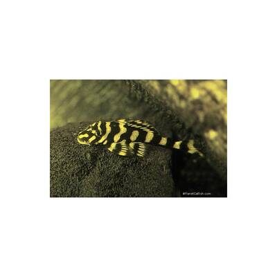 Dekeyseria Picta L168 M