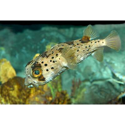 Diodon Holocanthus S