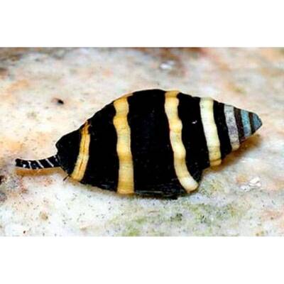 Engina Mendicaria