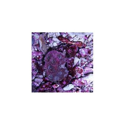 Favites sp. (Premium) 1