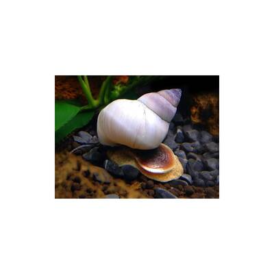 Filopaludina Martensi