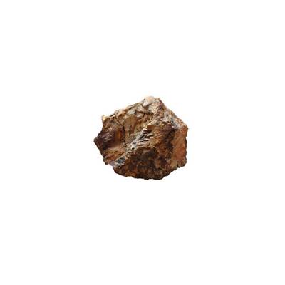 Fossilized Wood Stone 10-30cm