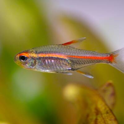 Glowlight Tetra M